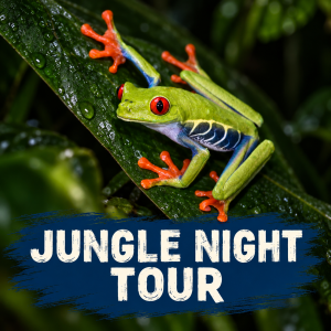 Jungle Night Tour in Manuel Antonio with Selina Style title