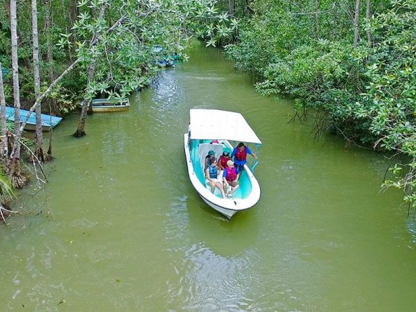 Manglar bote