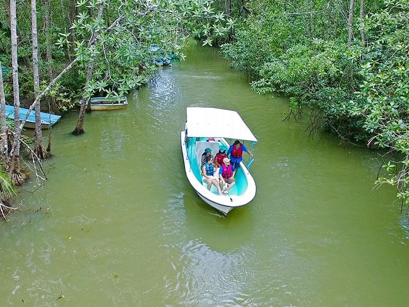 Manglar bote
