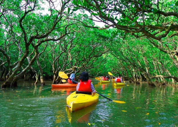 Manuel-Antonio-Mangrove-kayak