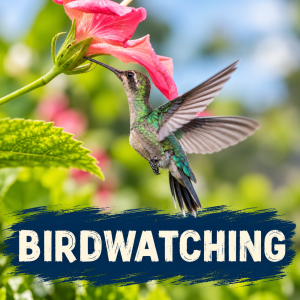 Birdwatching experience near Manuel Antonio with Selina Style title