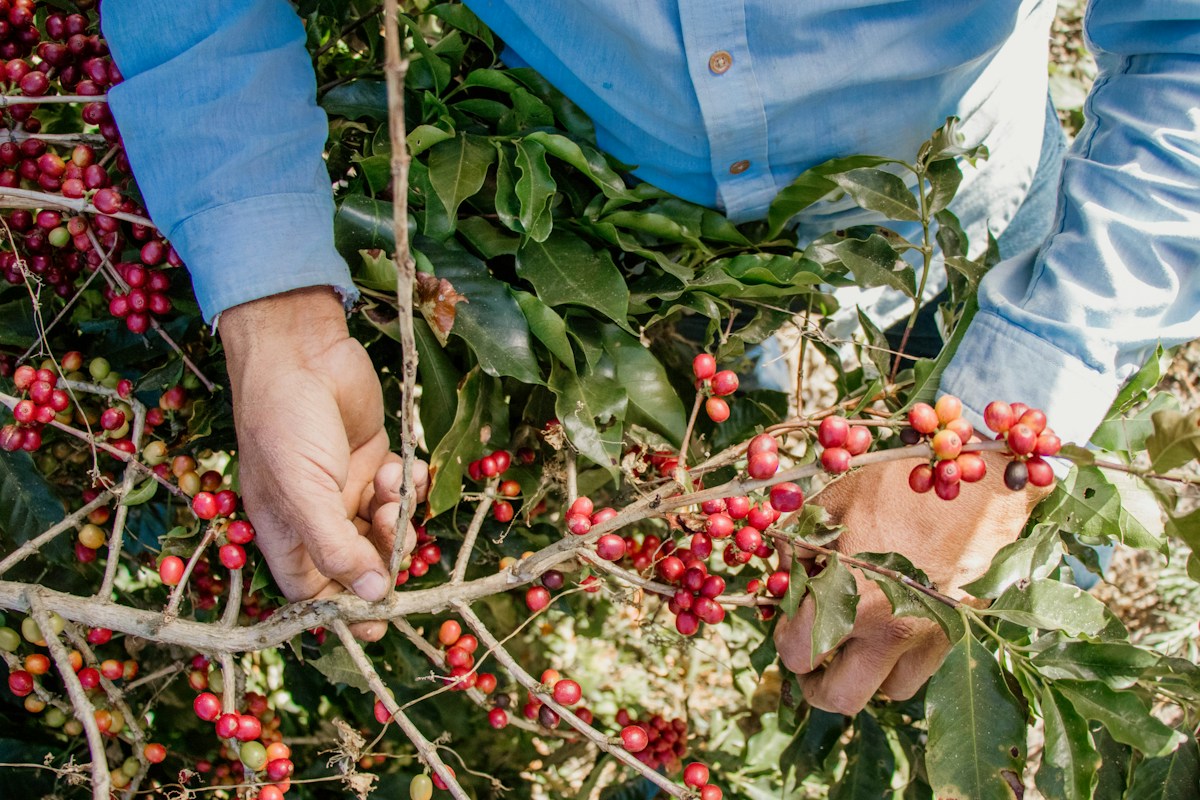A person picking ripe coffee cherries from a leafy branch — illustrative harvest photograph